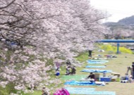 いつか両親と行きたい花見の予定場所。