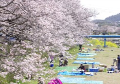 いつか両親と行きたい花見の予定場所。